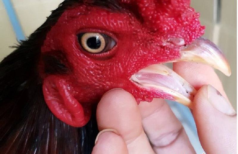 cách trị gà ăn lâu tiêu
